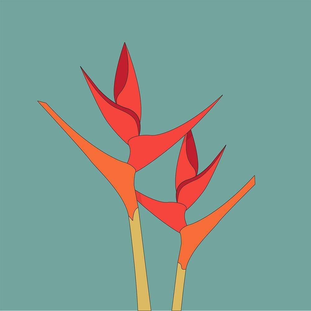 bird of paradise flower