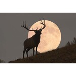 Getty Images Gallery Bull Elk Against Full Moon