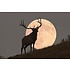 Getty Images Gallery Bull Elk Silhouetted Against Full Moon by Mark Miller