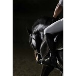 Getty Images Gallery Elegant Horse in Training