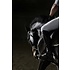 Getty Images Gallery Elegant Horse in Training