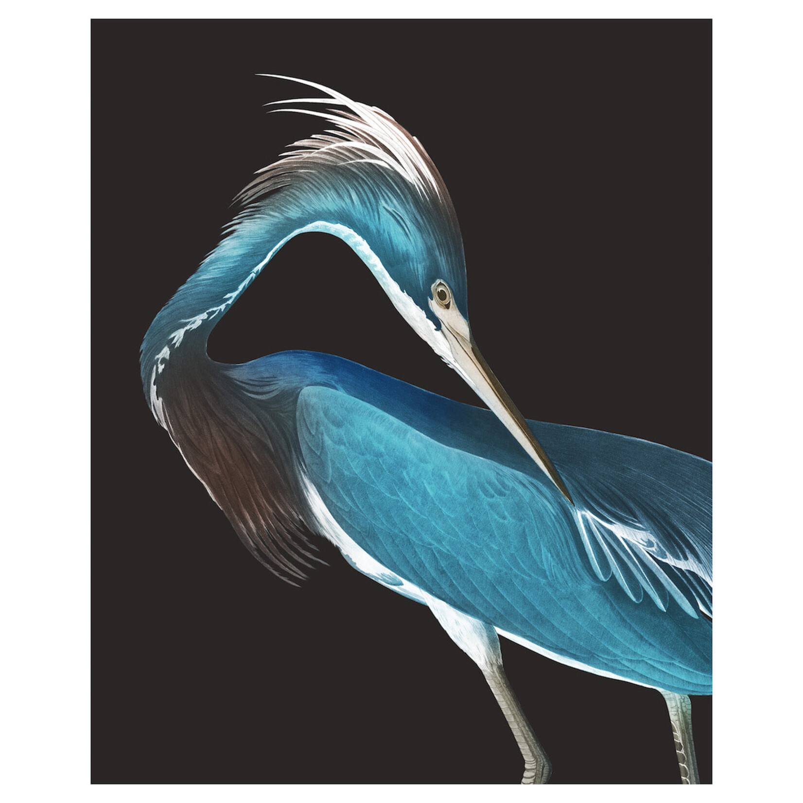 The Picturalist | Print on Canvas Blue Heron ( DH)  Canvas with a Brushed Gold Floater frame   44.0" H x 29.0" W x 1.75" D