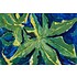 The Picturalist | Print on Canvas Nature Studies 2 Canvas by Evelyn Ogly