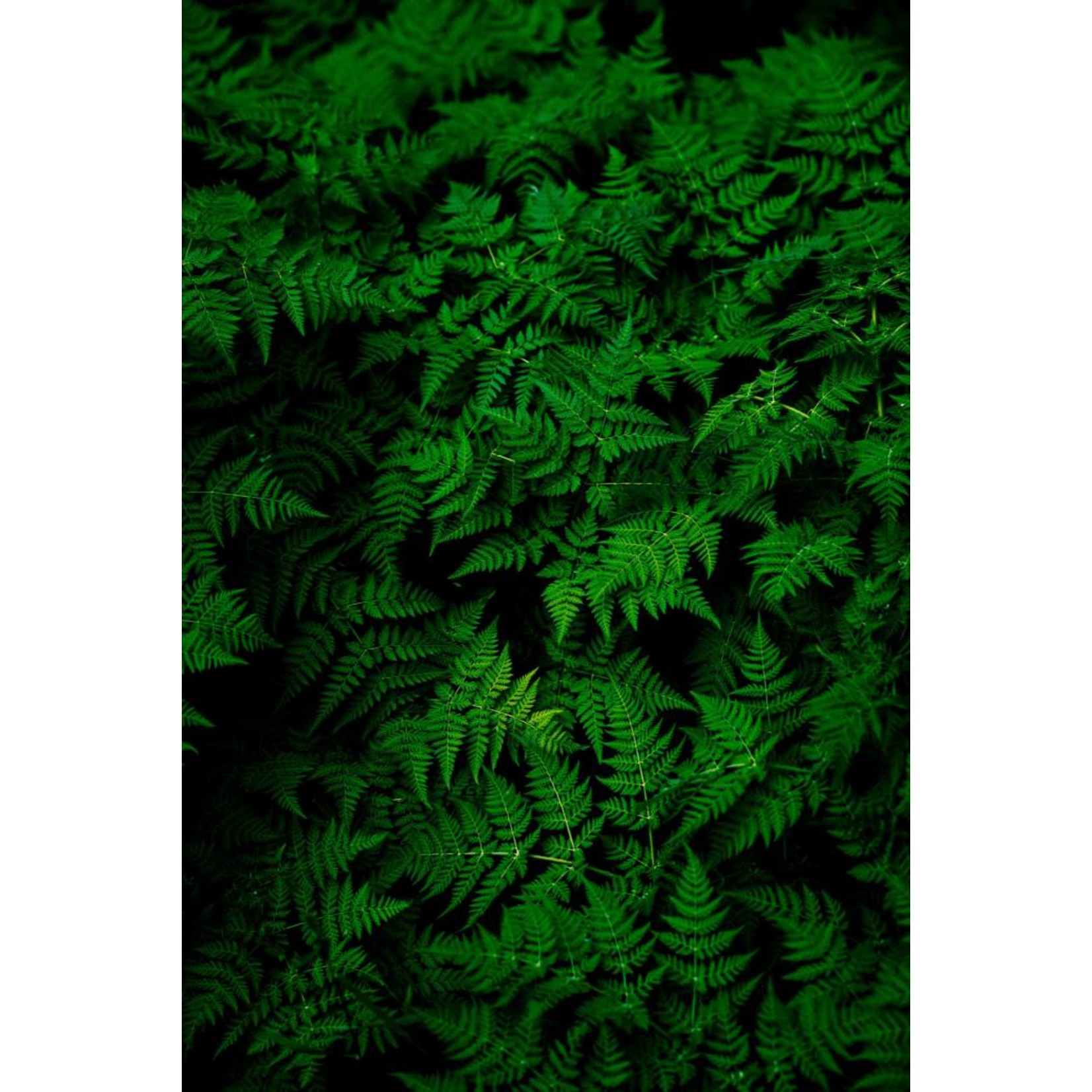 The Picturalist | Fine Art Prints on Paper Fern by G. Geller