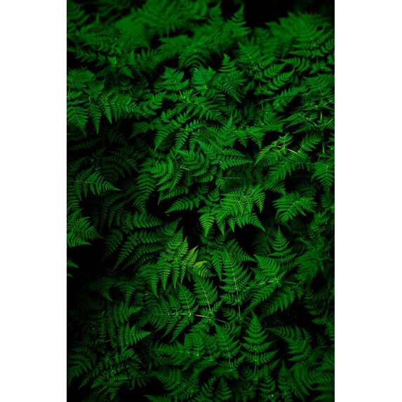 The Picturalist | Fine Art Prints on Paper Fern by G. Geller