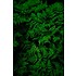 The Picturalist | Fine Art Prints on Paper Fern by G. Geller