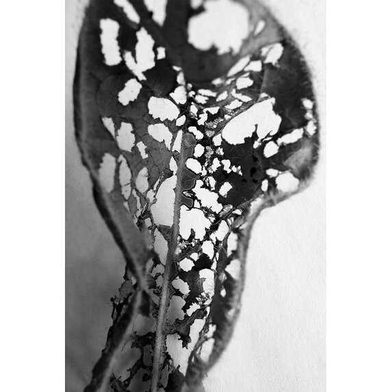 The Picturalist | Fine Art Prints on Paper Feuille Percee 2 Photography by Eric Gizard