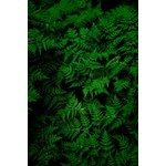 Facemount Metal Prints Fern Facemount Metal