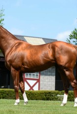 Laura D. Richard Print 11x14