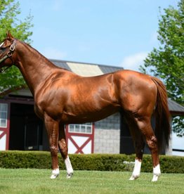 Laura D. Richard Print 11x14