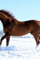 Laura D. Richard Print 11x14