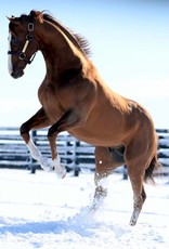 Laura D. Richard Print 11x14