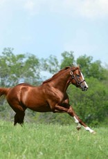 Laura D. Richard 8x10 Print