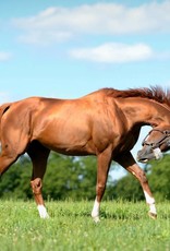 Laura D. Richard 8x10 Print