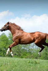 Laura D. Richard 8x10 Print