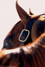 Laura D. Richard 8x10 Print