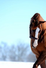 Laura D. Richard 8x10 Print