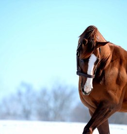 Laura D. Richard 8x10 Print