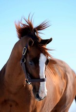 Laura D. Richard 8x10 Print