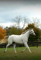 Laura D. Richard 8x10 Print