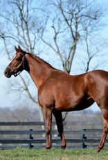 Laura D. Richard 8x10 Print