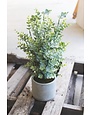 Artificial Boxwood in a Cement Pot