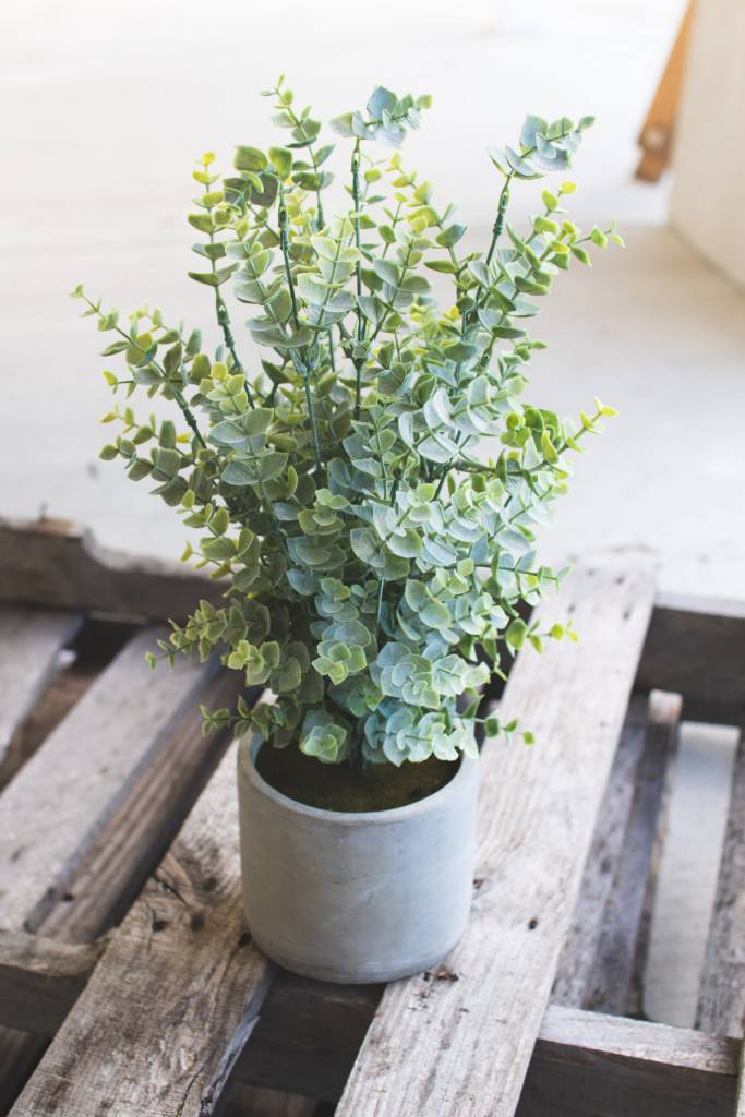 Artificial Boxwood in a Cement Pot