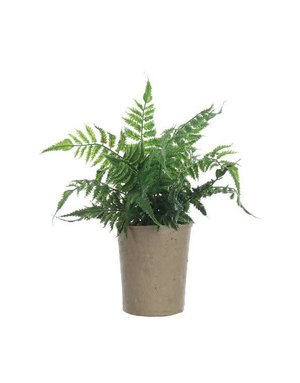 Fern Plant in Paper Pot
