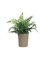 Fern Plant in Paper Pot