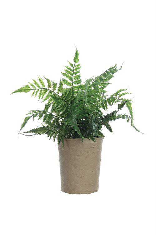 Fern Plant in Paper Pot