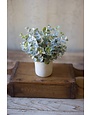 Boxwood Plant in White Cement Pot CNL1136