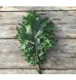 Hudson Valley Seed Company All Star Kale Mix Seeds