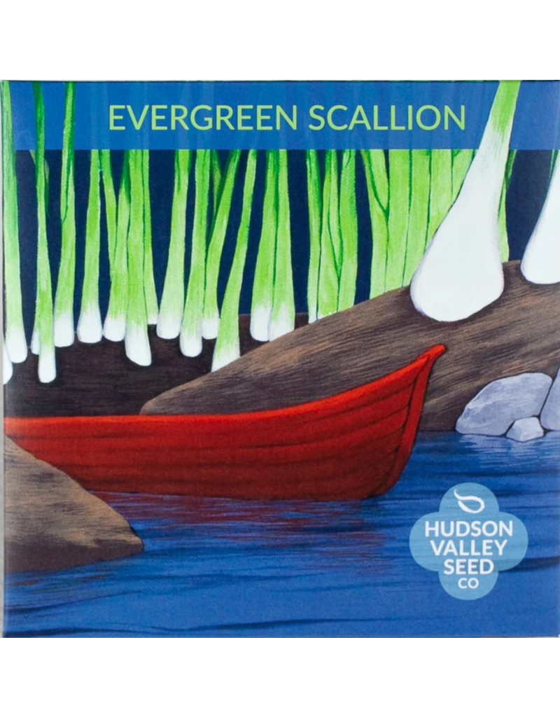 Hudson Valley Seed Company Evergreen Scallion Herb Seeds