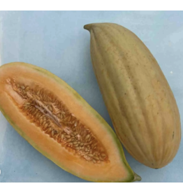 Hudson Valley Seed Company Banna Melon