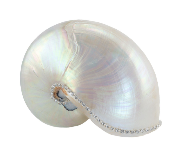 Nautilus Pearl