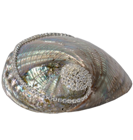 Polished Green Mexican Abalone