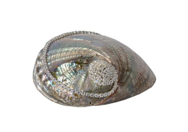 Polished Green Mexican Abalone