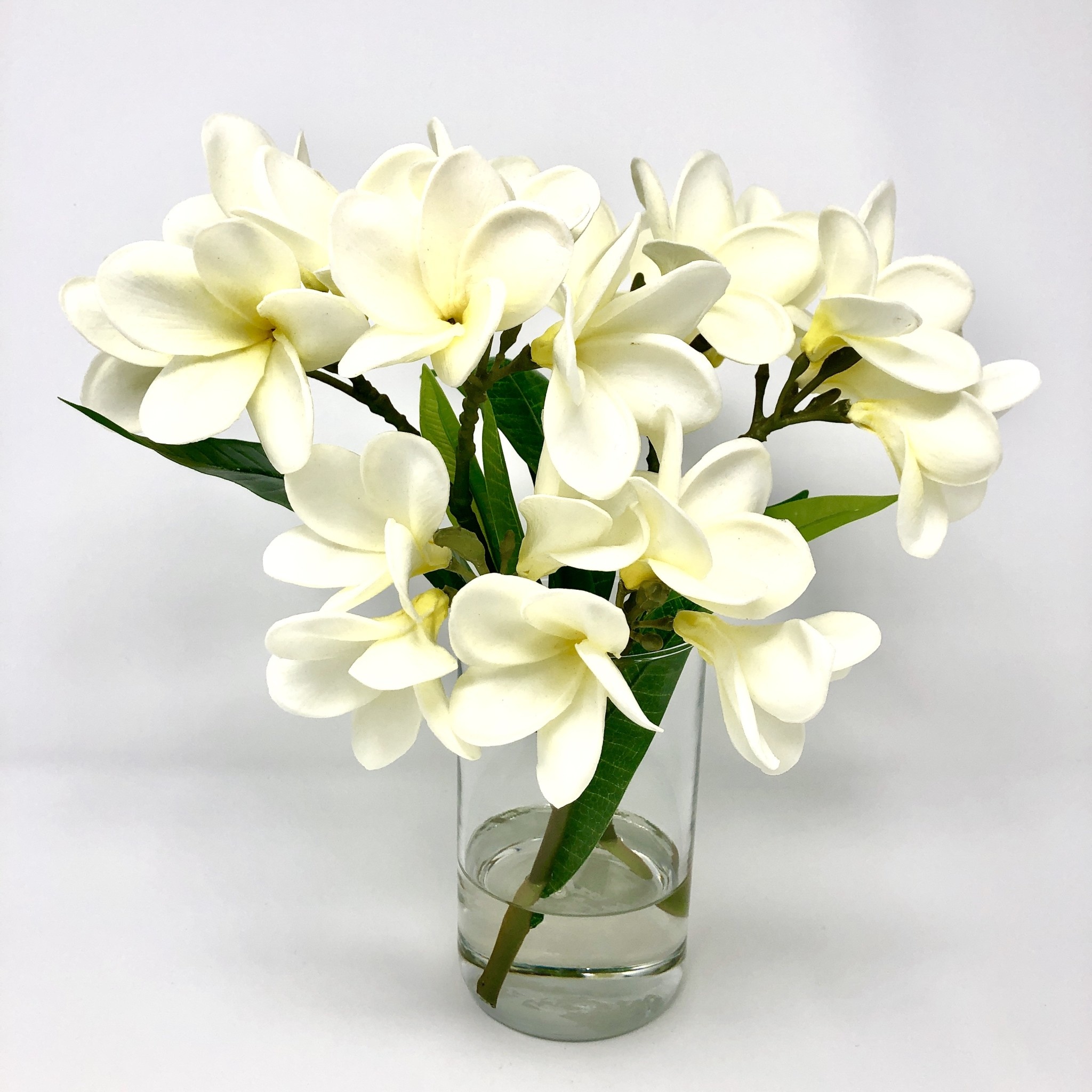 Frangipani in 6" Cylinder-Faux Water (White)