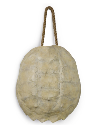 Excentricities Turtle Shell Wall Decor Bleached Inc - White Turtle Shell Wall Decor Excentricities Turtle Shell Wall Decor Bleached Inc - White Turtle Shell Wall Decor