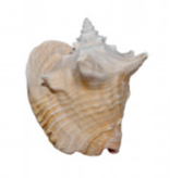 Spiked Shell on Acrylic