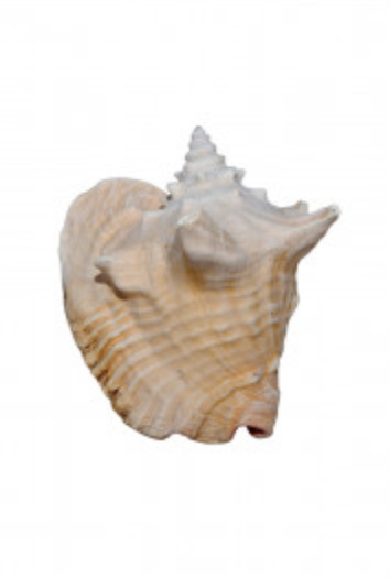 Spiked Shell on Acrylic