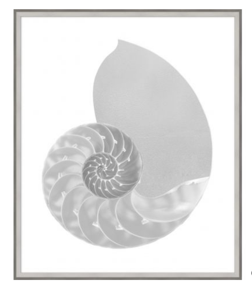 Silver Leafed Shell 1