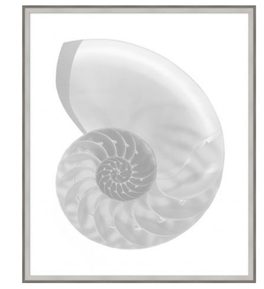Silver Leafed Shell 4