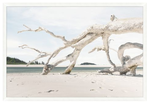 Driftwood Composition