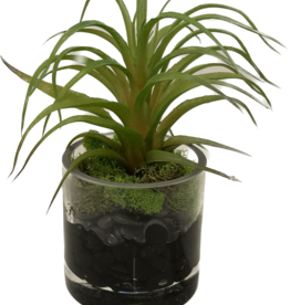 Air Plant in 3" Cylinder-Faux Water (Green)