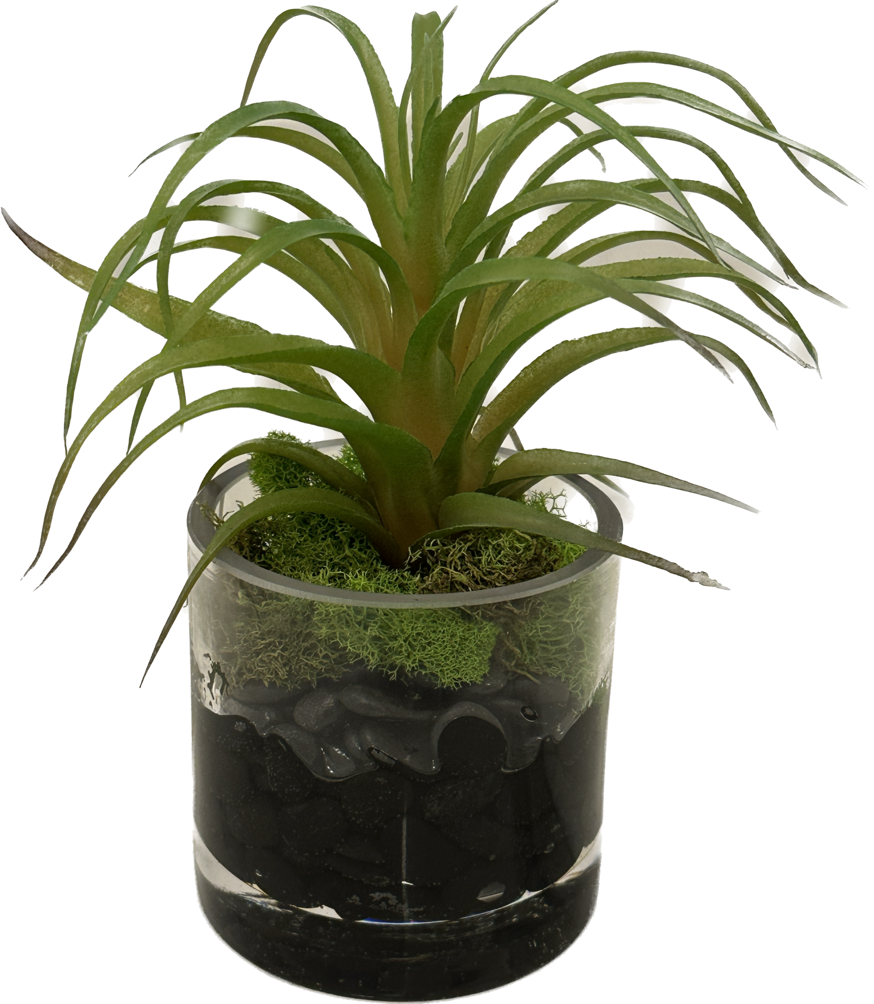Air Plant in 3" Cylinder-Faux Water (Green)