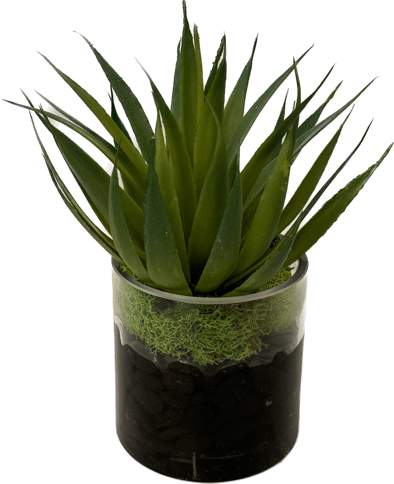 Blade Plant in 3" Cylinder-Faux Water  (Green)