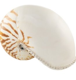 Nautilus Natural Shell