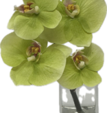 Baby Phalaenopsis Bud Vase - Faux Water (Green)