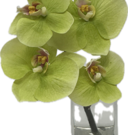 Baby Phalaenopsis Bud Vase - Faux Water (Green)